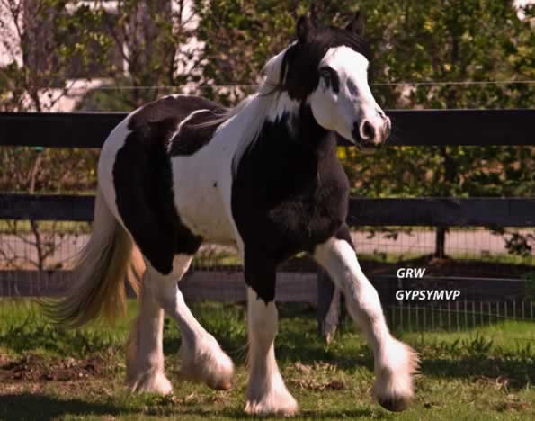 Gypsy Vanner Horse for Sale | Gelding | Piebald | Maverick